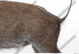boar fur 0011